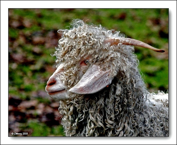 Kroezelkopje in het Brielpark