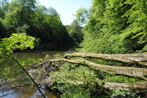 Omgevallen bomen : Dat gaat wat worden