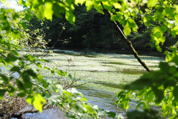 Veel bloemen op het water