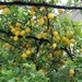 149 Kerkyra - citroenboom