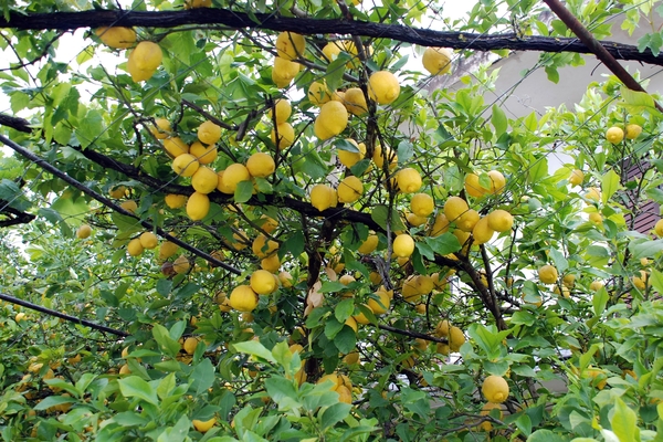 149 Kerkyra - citroenboom