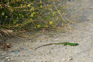 960 Cape Drastis - Logas Beach