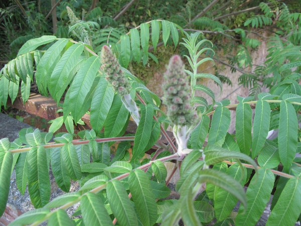 als de mens er weinig komt is de aarde zo mooooiiiii
