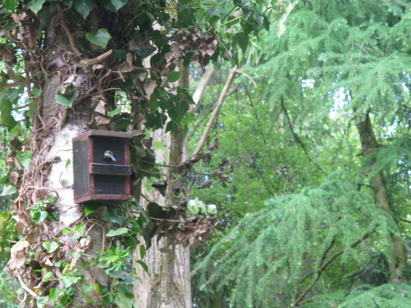 nieuw leven grootbrengen