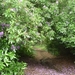 wandelen tussen de rhododendrons