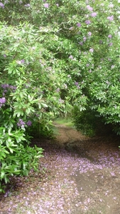 wandelen tussen de rhododendrons