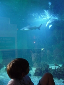 aquarium Vannes