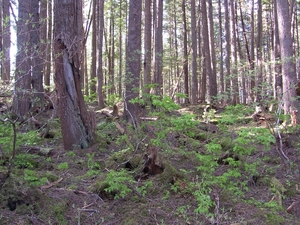 ALASKAcruise Icy Strait Point (13)