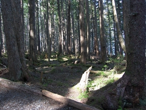 ALASKAcruise Icy Strait Point (14)