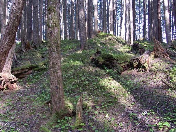 ALASKAcruise Icy Strait Point (16)