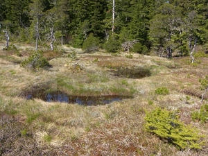 ALASKAcruise Icy Strait Point (21)