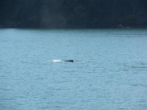 ALASKAcruise Icy Strait Point (42)