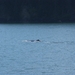ALASKAcruise Icy Strait Point (44)