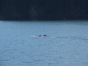 ALASKAcruise Icy Strait Point (44)