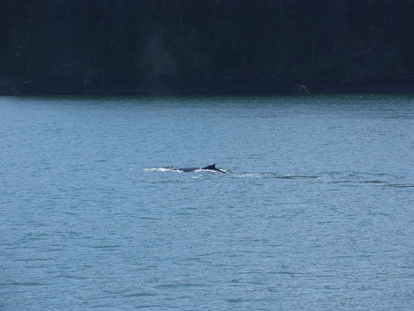 ALASKAcruise Icy Strait Point (44)