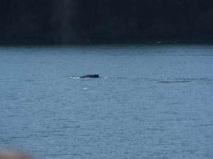 ALASKAcruise Icy Strait Point (46)