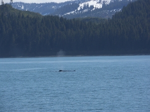 ALASKAcruise Icy Strait Point (48)