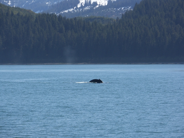 ALASKAcruise Icy Strait Point (49)