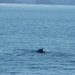 ALASKAcruise Icy Strait Point (50)