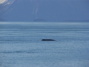 ALASKAcruise Icy Strait Point (54)