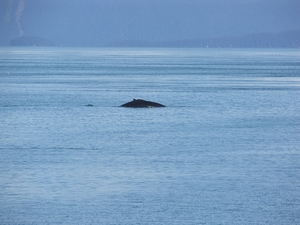 ALASKAcruise Icy Strait Point (55)