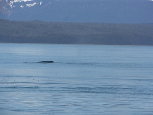 ALASKAcruise Icy Strait Point (62)