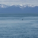 ALASKAcruise Icy Strait Point (63)