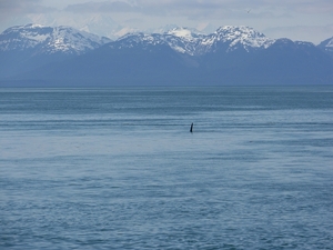 ALASKAcruise Icy Strait Point (63)