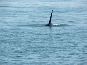 ALASKAcruise Icy Strait Point (65)