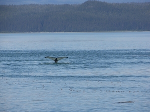 ALASKAcruise Icy Strait Point (67)