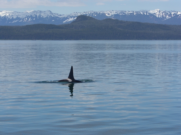 ALASKAcruise Icy Strait Point (73)