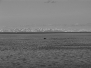 ALASKAcruise Icy Strait Point (78) grijs