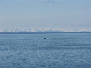 ALASKAcruise Icy Strait Point (78)