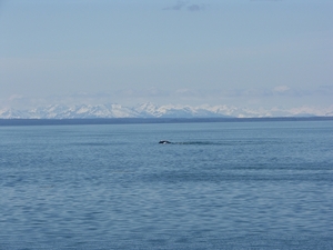 ALASKAcruise Icy Strait Point (78)