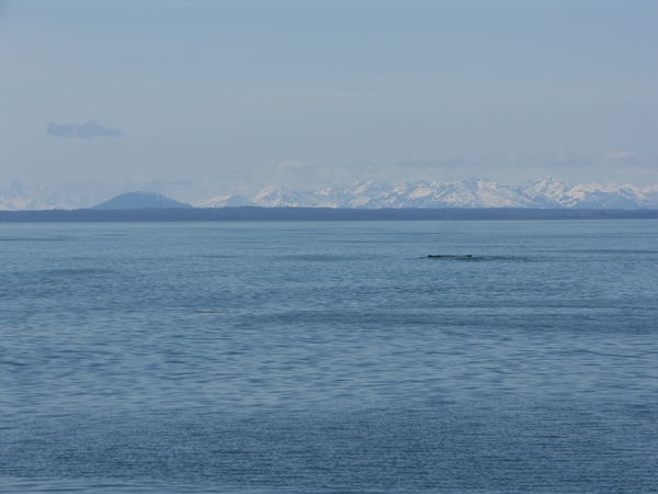 ALASKAcruise Icy Strait Point (79)