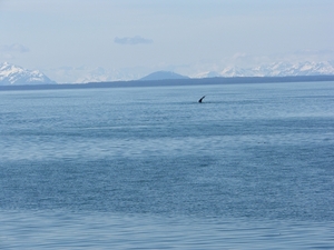 ALASKAcruise Icy Strait Point (80)