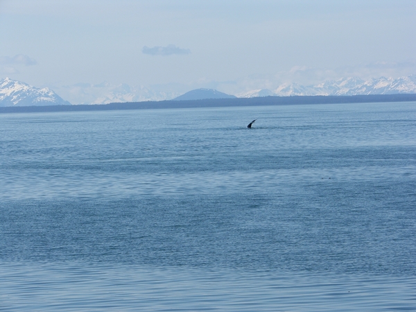 ALASKAcruise Icy Strait Point (80)