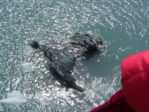 ALASKAcruise Hubbard Glacier (42)