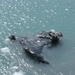 ALASKAcruise Hubbard Glacier (43)