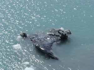 ALASKAcruise Hubbard Glacier (43)