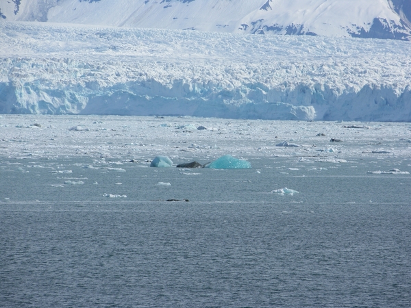 ALASKAcruise Hubbard Glacier (5)