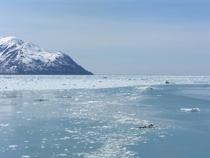 ALASKAcruise Hubbard Glacier (51)