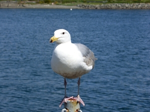 ALASKAcruise Victoria BC (7)