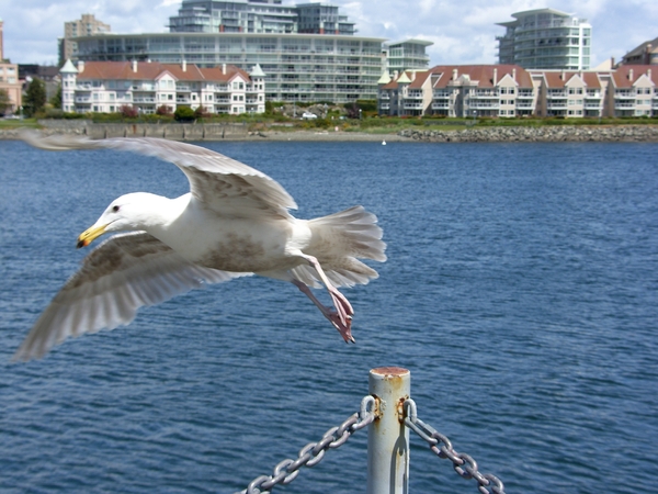 ALASKAcruise Victoria BC (8)