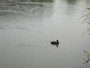 EENDJE IN HET WATER