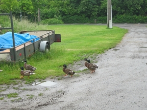 SAMEN OP WANDEL