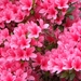 Bloemenpracht