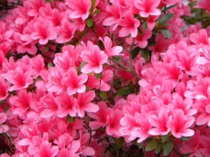 Bloemenpracht