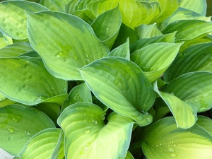 Waterdruppels
