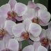 orchidee